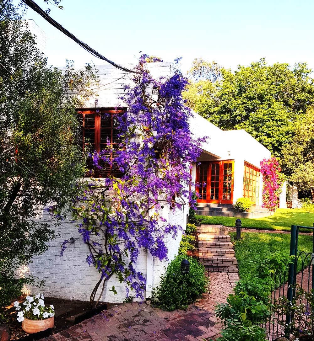 Brick path through the garden to a room under a flowering jacaranda